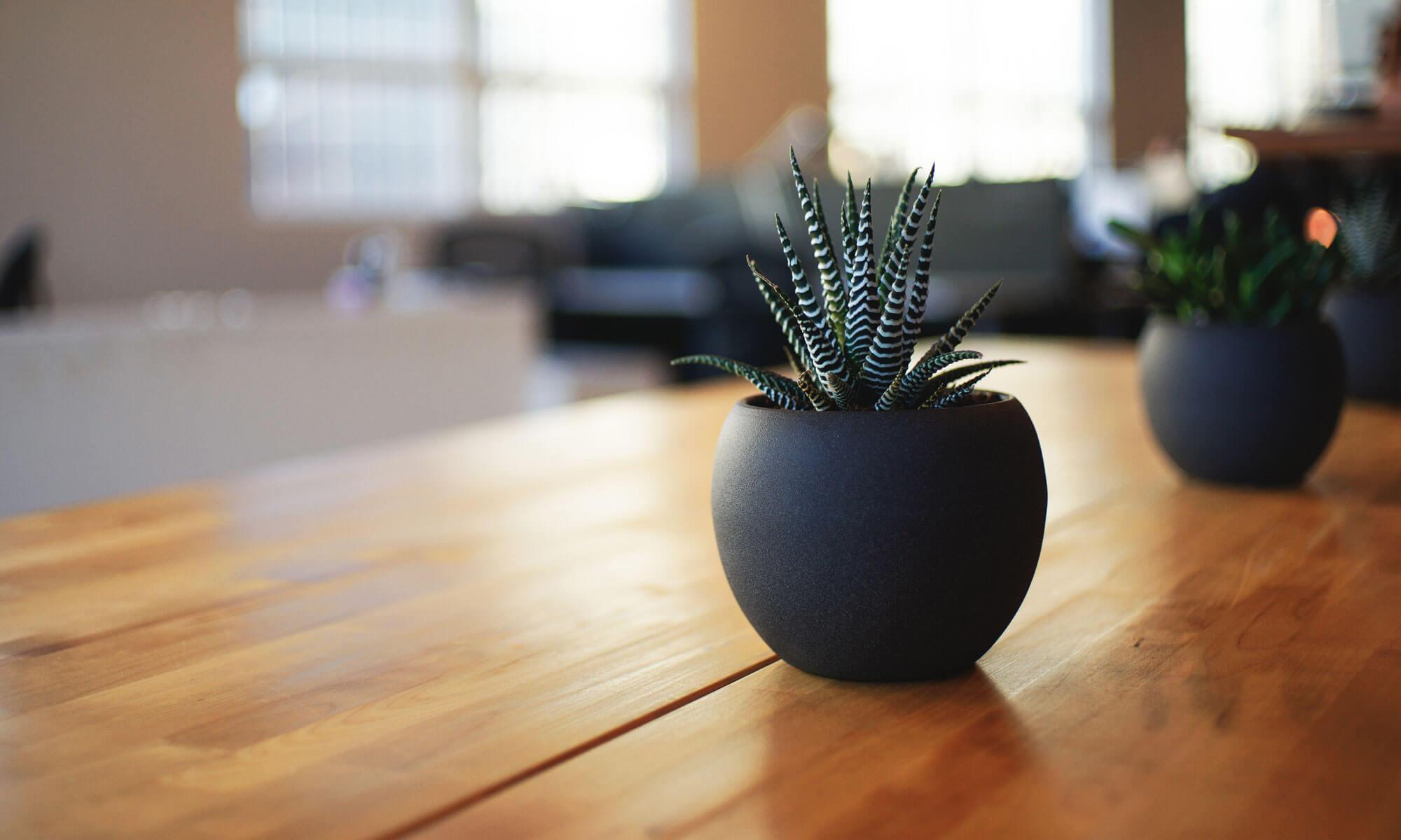 Blog Cactus: Stekelig en Wakker